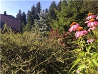 f5446e4d-20160802 ehinacea.jpg